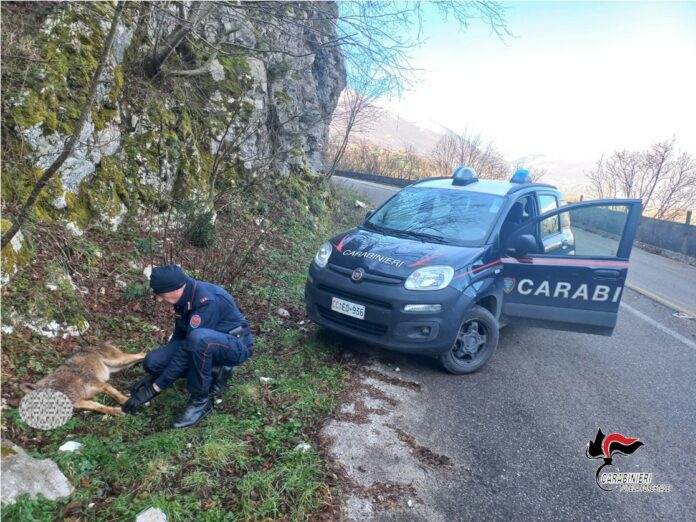 Lupo Carabinieri Forestale
