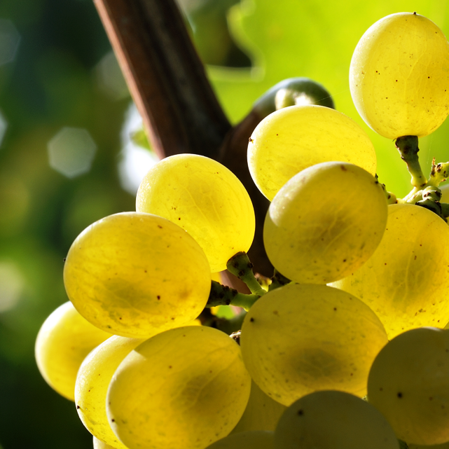 falanghina