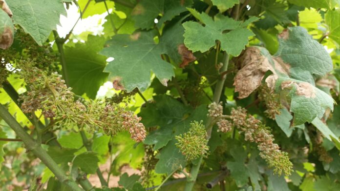 Attacco-di-Peronospora-su-vite-Cia