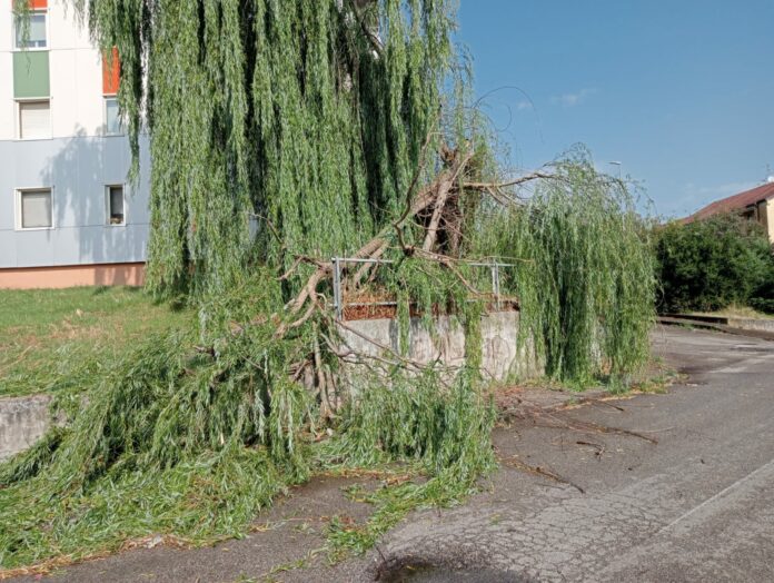 ALBERO CADUTO VIA GUIDO D'ORSO 2