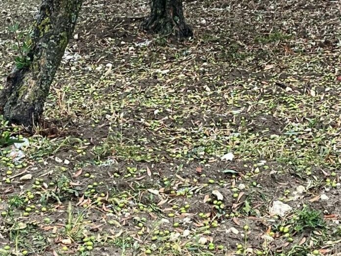 Grandine olive a terra
