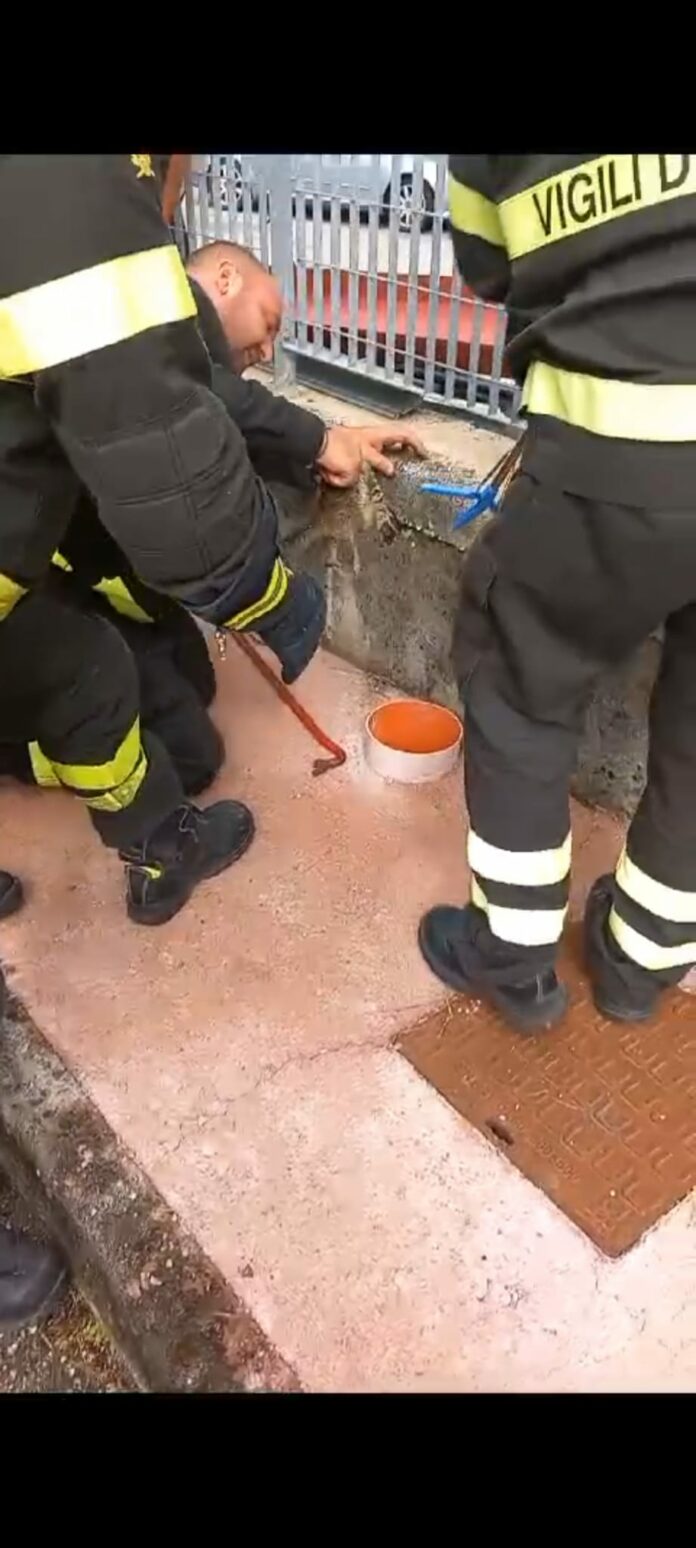 VVVF GATTINO 4