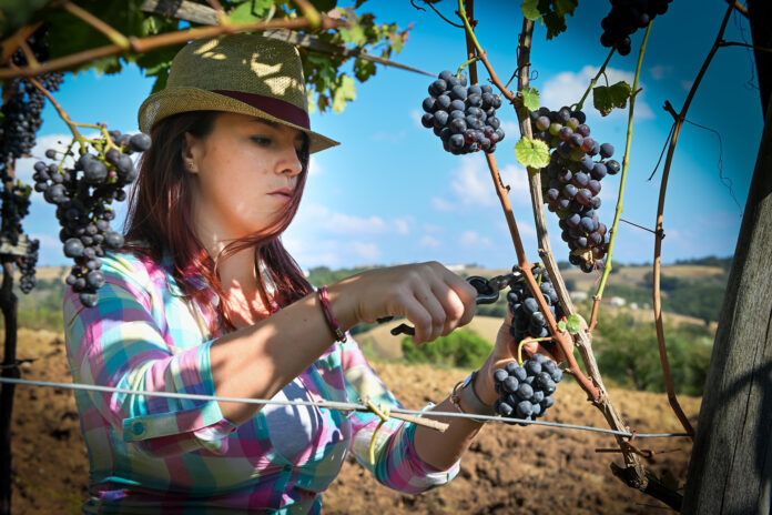 1 Premio Ex aequo GUIDO ANSALDI vendemmia Morcone