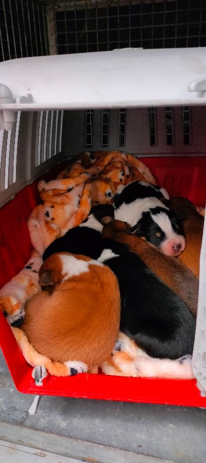 Cani SEI CUCCIOLI