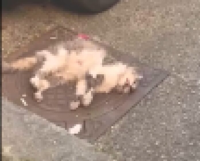 Gatto ucciso