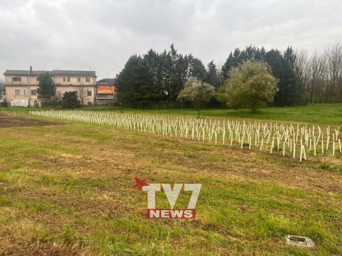 PARCO DE MITA PIANTUMAZIONE ALBERI 5
