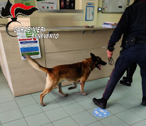 cane antidroga