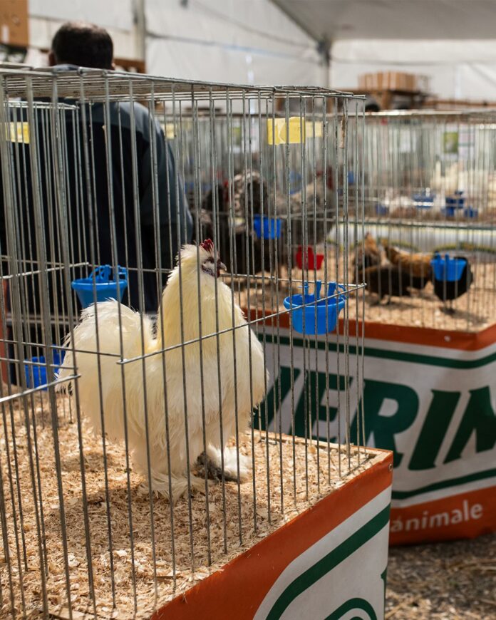 FIERA VENTICANO 3