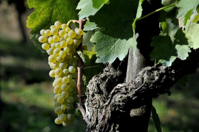 falanghina