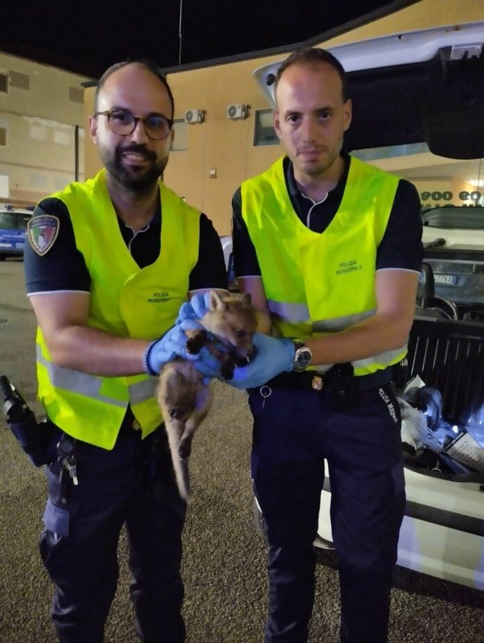 Vigili urbani Volpe