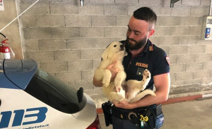 ANIMALI ABBANDONATO POLIZIA 4