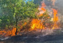 Emanata ordinanza con misure di prevenzione del rischio di incendi boschivi