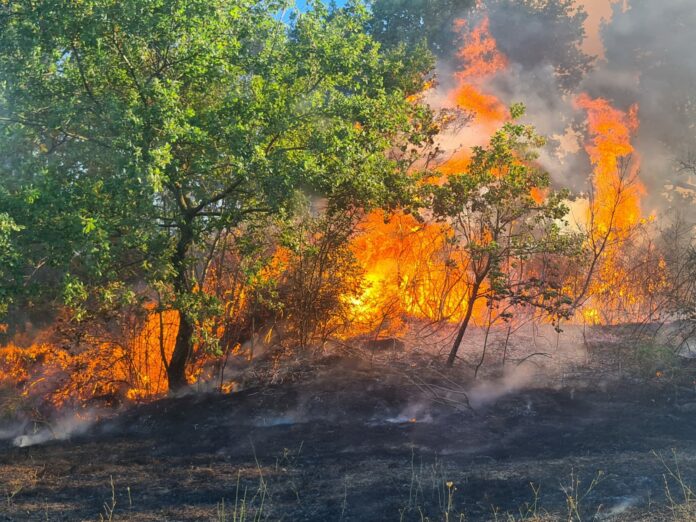 PROVINCIA INCENDI BOSCHIVI 3