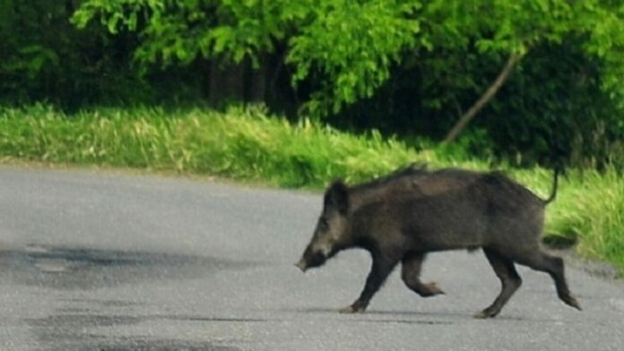 cinghiale