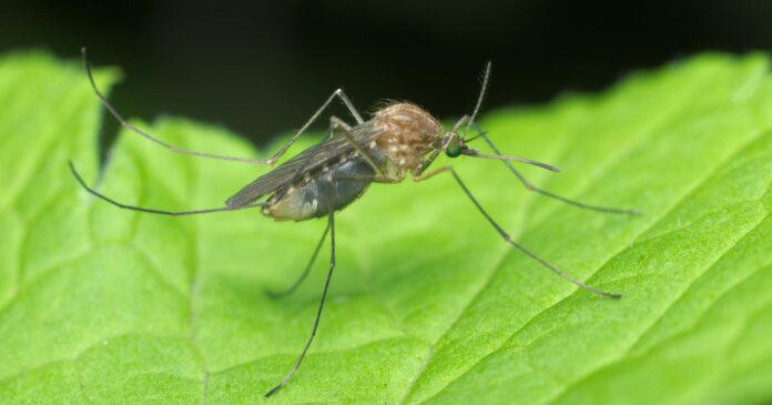 west nile