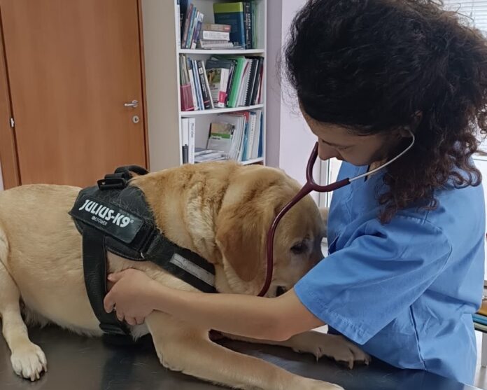 CANE STERILIZZAZIONE