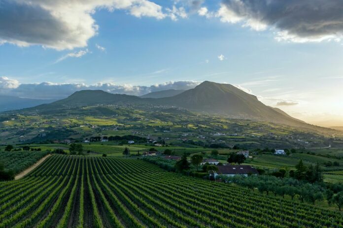 Vigneto Sannio