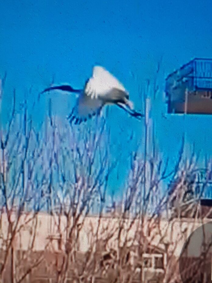 00_IBIS_SACRO_a_Bn