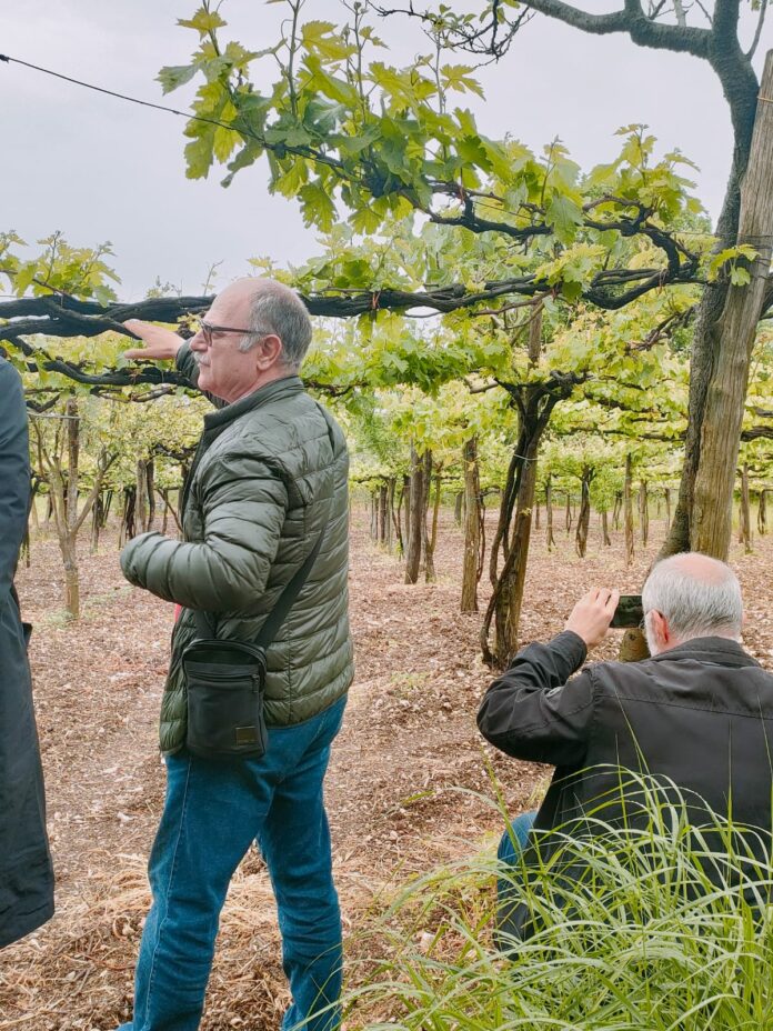 Caputo e Del Lungo nei campi di Solopaca