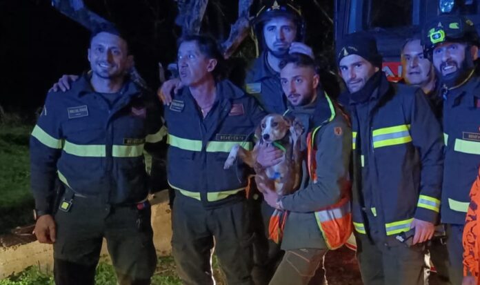 VIGILI DEL FUOCO CANE