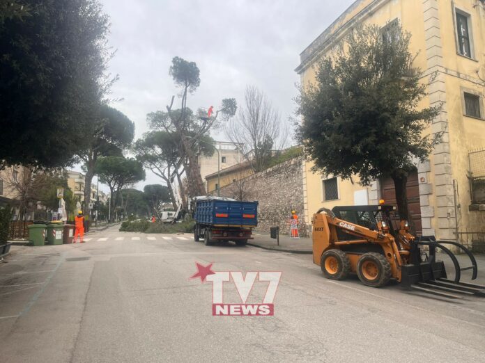 ALBERI VIALE ATLANTICI TAGLIO (2)