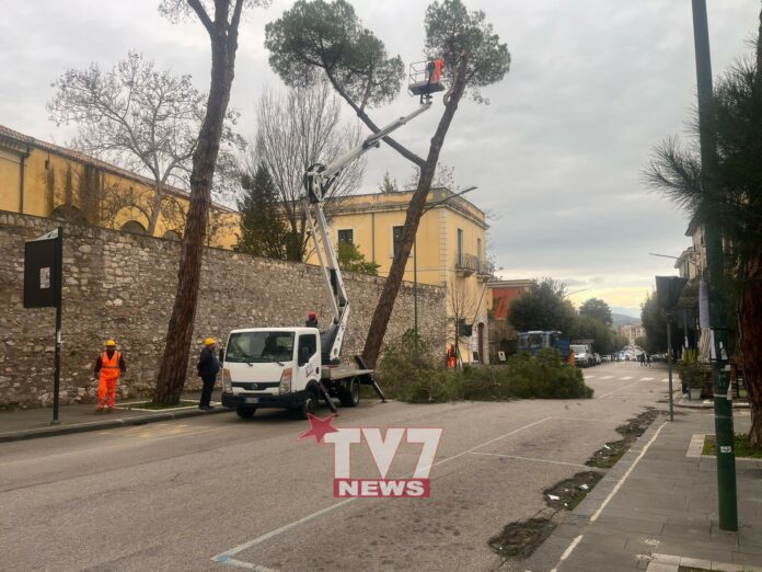 ALBERI VIALE ATLANTICI TAGLIO (4)