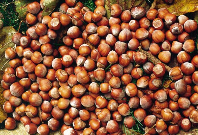 Nocciole