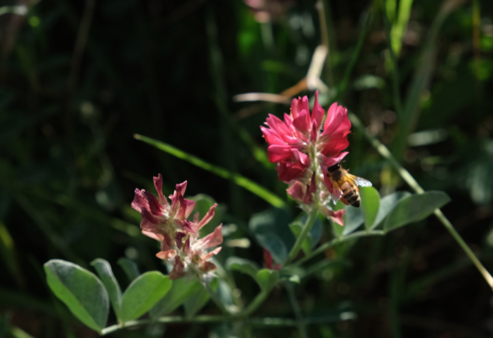 LIPU BIODIVERSITA'Schermata 2025-05-16 alle 11.06.28