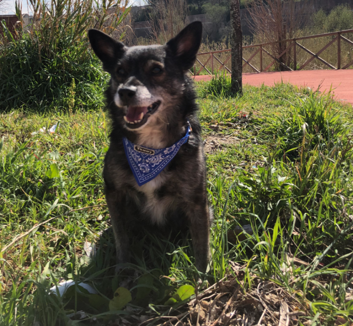 Cane Billy