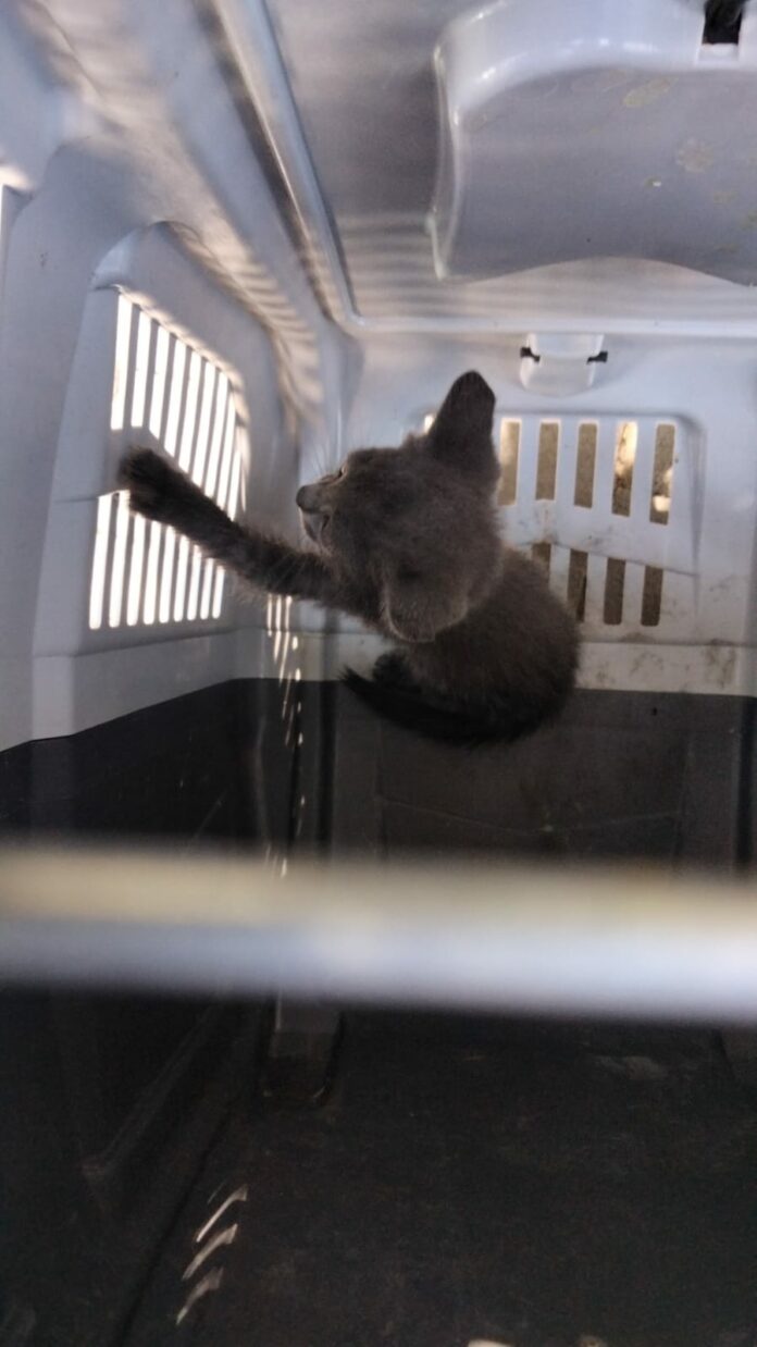 GATTINO IN SALVO POLIZIA MUNICIPALE C