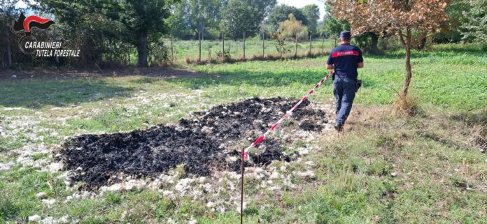 carabinieri forestali 2