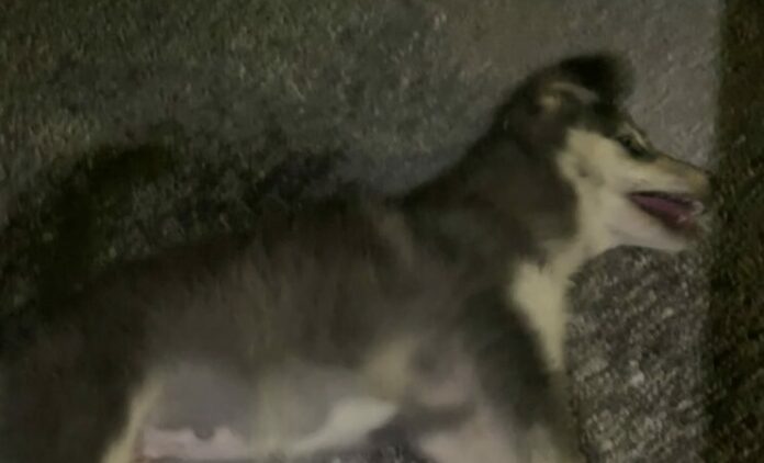 CANE AVVELENATO