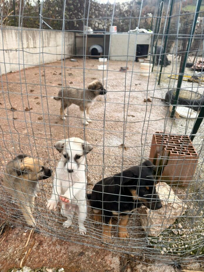 CUCCIOLI SAN GIORGIO LA MOLARAf9a51642-460b-43d0-a0ec-defb2c5be7f7