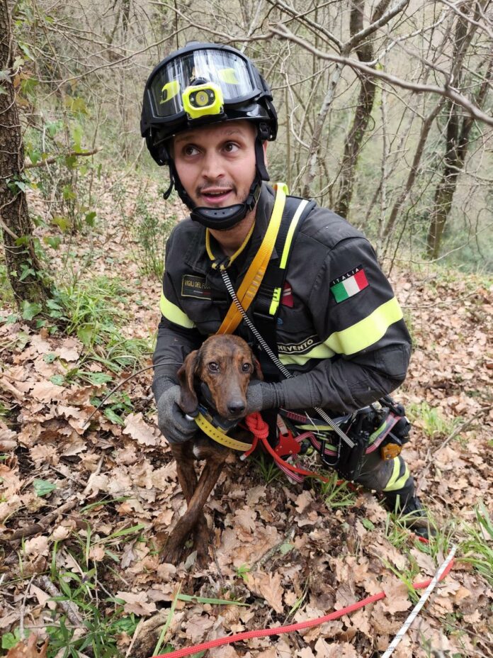 VIGILI CANE DIRUPO 2