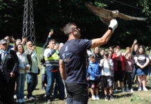 Liberato un falco pellegrino curato dal CRAS nel Parco Taburno Camposauro